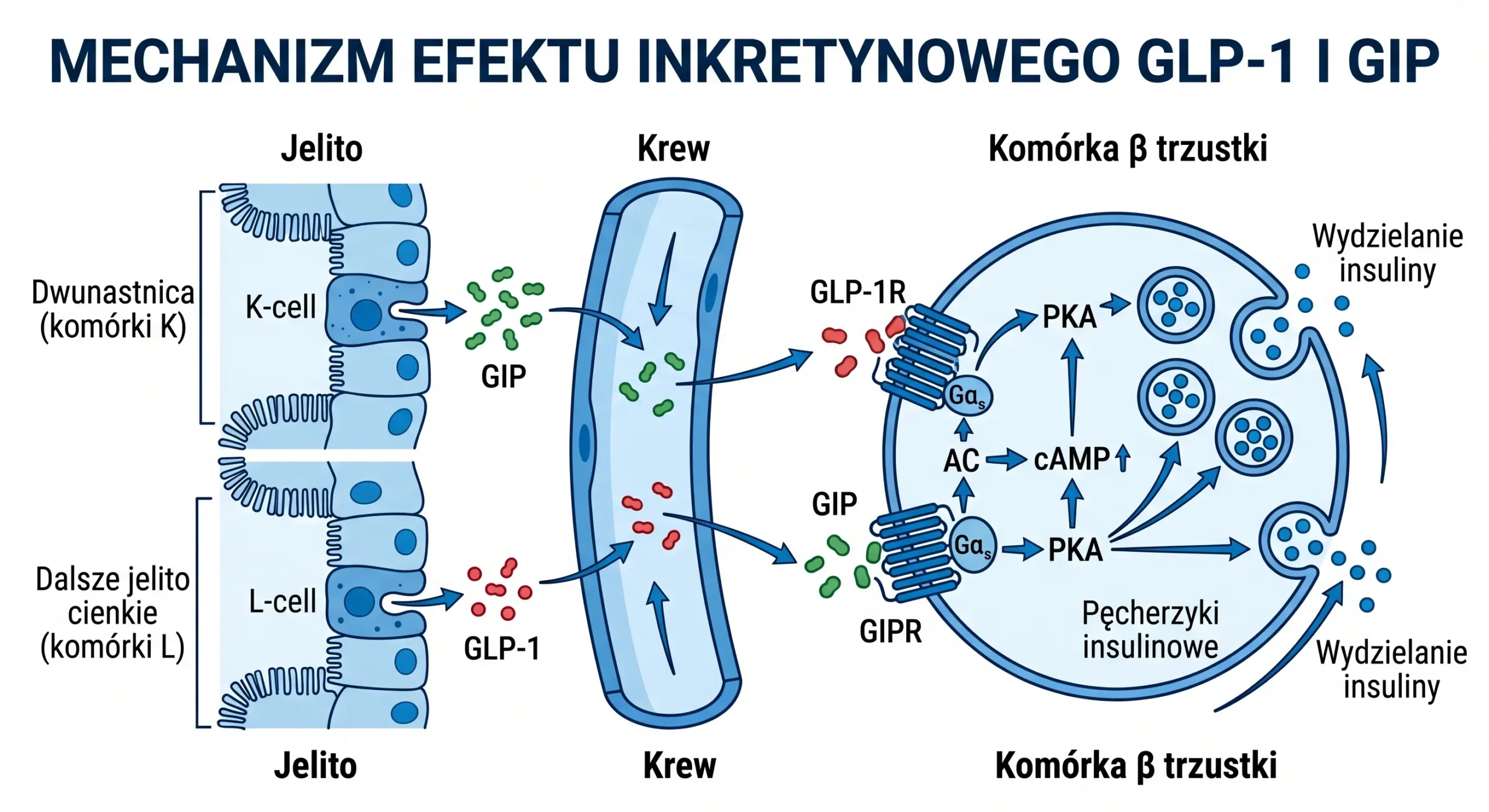 Schemat molekularny aktywacji receptorów GLP-1 i GIP w adipocytach
